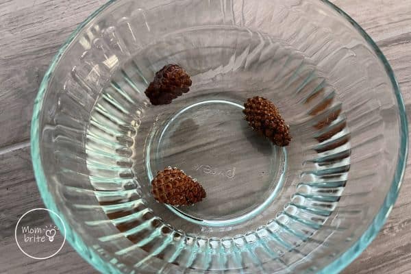 Small Pine Cones in Cold Water Closed Up