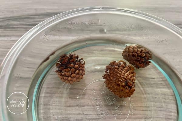 Small Pine Cones in Hot Water Bubbles