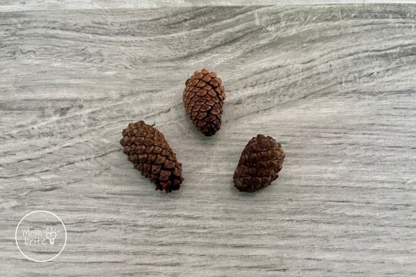 Pine Cone Experiment: What Happens When You Put Pine Cones in Water?