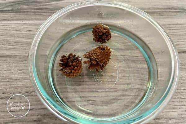 Small Pine Cones in Hot Water