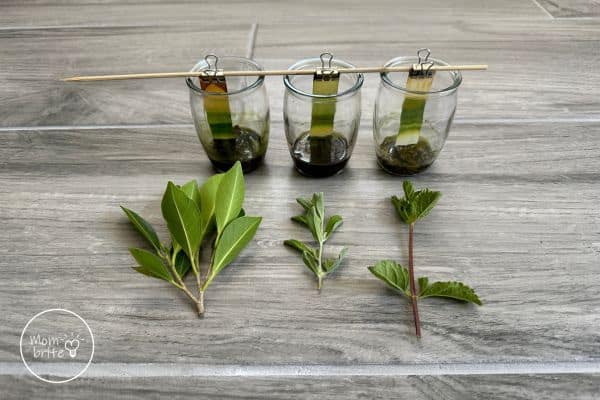 Fun Plant Science Experiments for Kids Leaf Chromatography Results