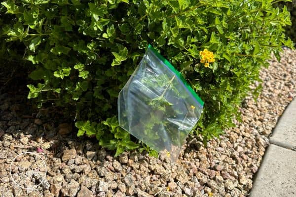 Small Transpiration Experiment Bag Over Leaves