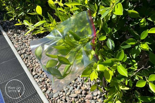 Transpiration Experiment Bag Over Leaves