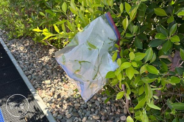 Transpiration Experiment Condensation in Large Bag