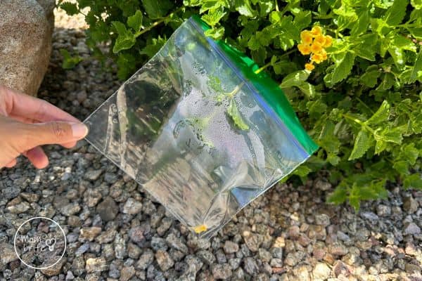 Transpiration Experiment Condensation in Small Bag