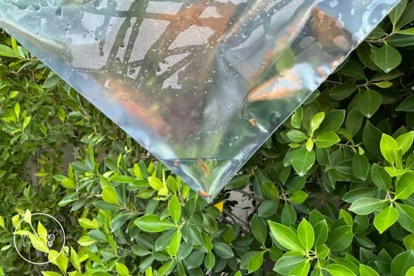 Transpiration Experiment Water in Large Bag