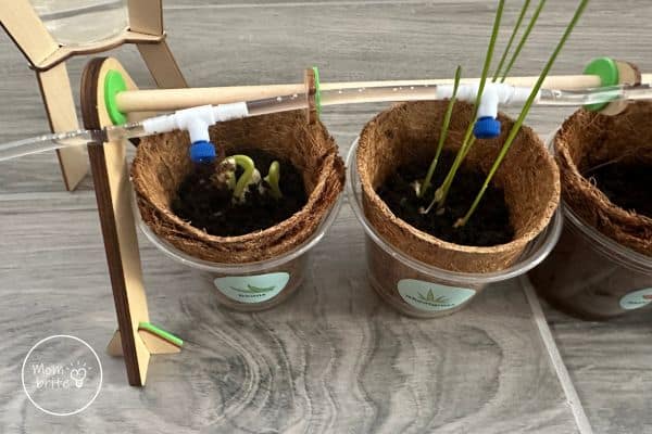 Drip Irrigation Plants Growing