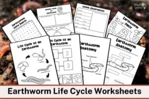 Earthworm Life Cycle Worksheets Download