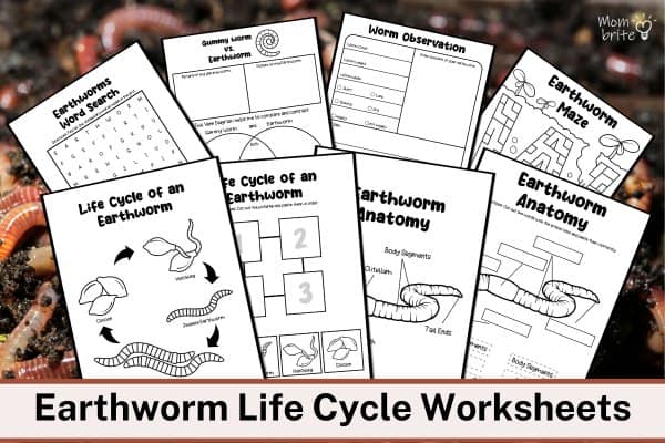 Life Cycle of an Earthworm [Free Worksheets]