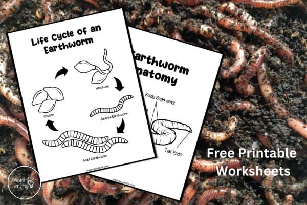 Earthworm Life Cycle Worksheets PDF