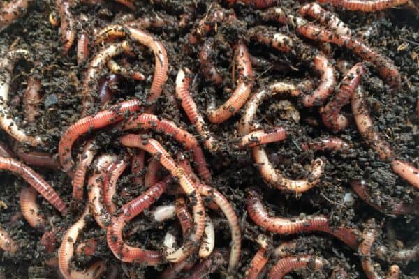 Earthworms Adult Phase