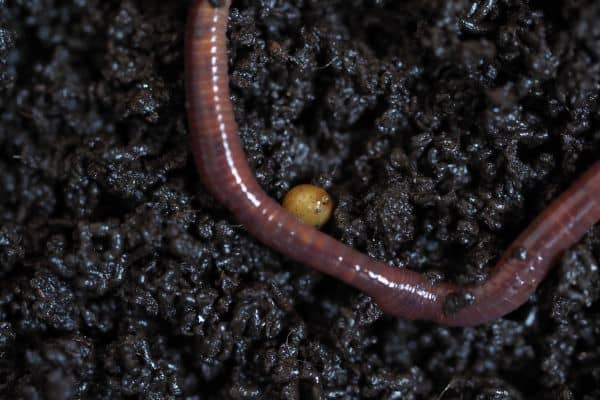 Earthworms Cocoon Phase