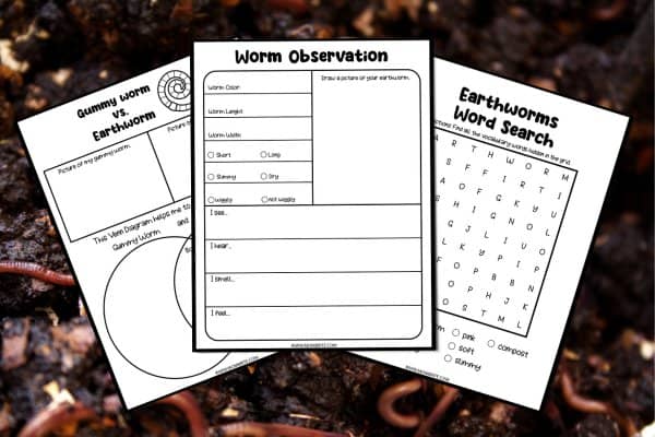 Free Life Cycle of an Earthworm Worksheets