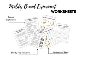 Moldy Bread Experiment What Makes Mold Grow? Mombrite Moldy Bread Experiment What Makes Mold Grow? Mombrite