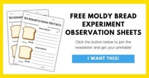 Moldy Bread Experiment What Makes Mold Grow? Mombrite Moldy Bread Experiment What Makes Mold Grow? Mombrite