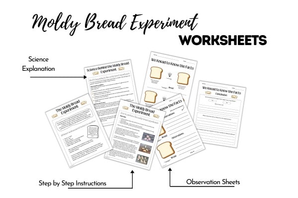 Moldy Bread Experiment Worksheets