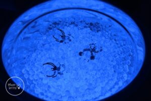 Glowing Water Beads with Spiders