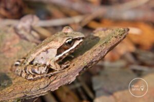 How Do Frozen Frogs Survive in the Winter