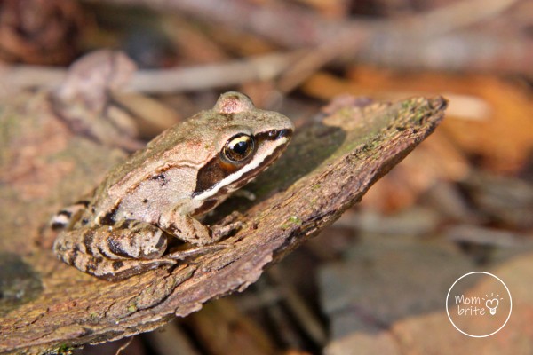 How Do Frozen Frogs Survive in the Winter