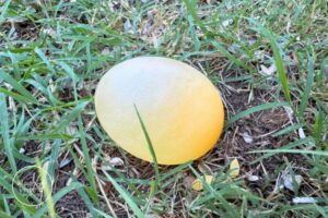 Reptile Egg Science Experiment