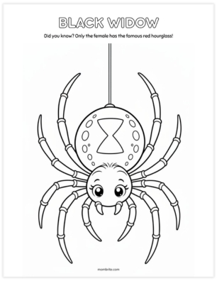 Cute black widow spider coloring page with the famous hourglass marking hanging from a silk thread