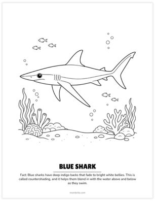 blue shark coloring page