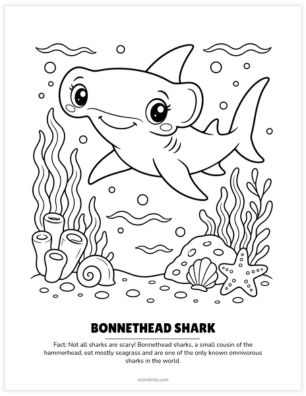 bonnethead shark coloring page