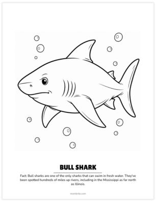 bull shark coloring page