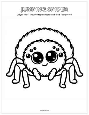 Friendly cartoon jumping spider coloring page with all eight eyes visible