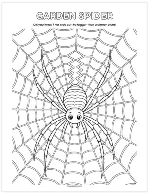 Garden spider coloring page showing a long-legged spider in her web with the signature zigzag silk pattern