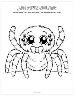 Cute jumping spider coloring page with large round eyes and fuzzy body for kids to color