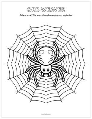 Orb weaver spider coloring page showing a round spider in the center of a classic spiral web