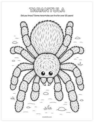 Detailed fuzzy tarantula coloring page with thick hairy legs for older kids to color