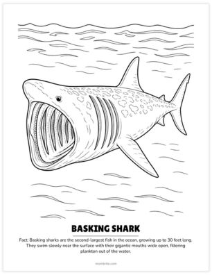 basking shark coloring page