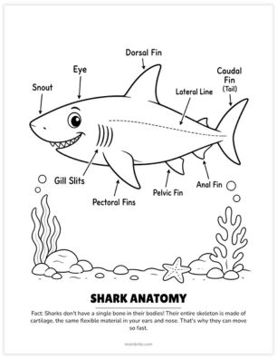 shark anatomy coloring page