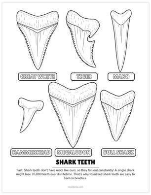 shark tooth collection coloring page