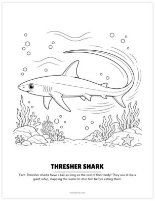 thresher shark coloring page