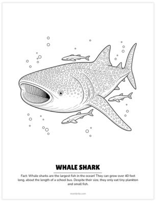 whale shark coloring page
