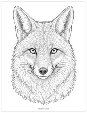 Realistic red fox portrait coloring page