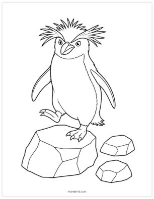 Realistic rockhopper penguin with spiky crest feathers coloring page
