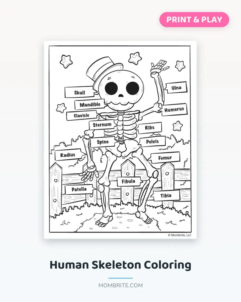 Human Skeleton Coloring Cover