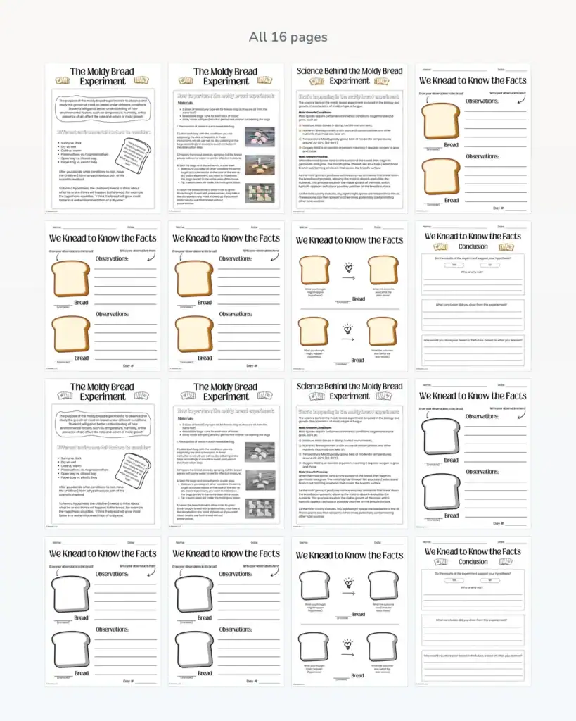 Moldy Bread Experiment Contents Preview