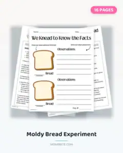 Moldy Bread Experiment Cover
