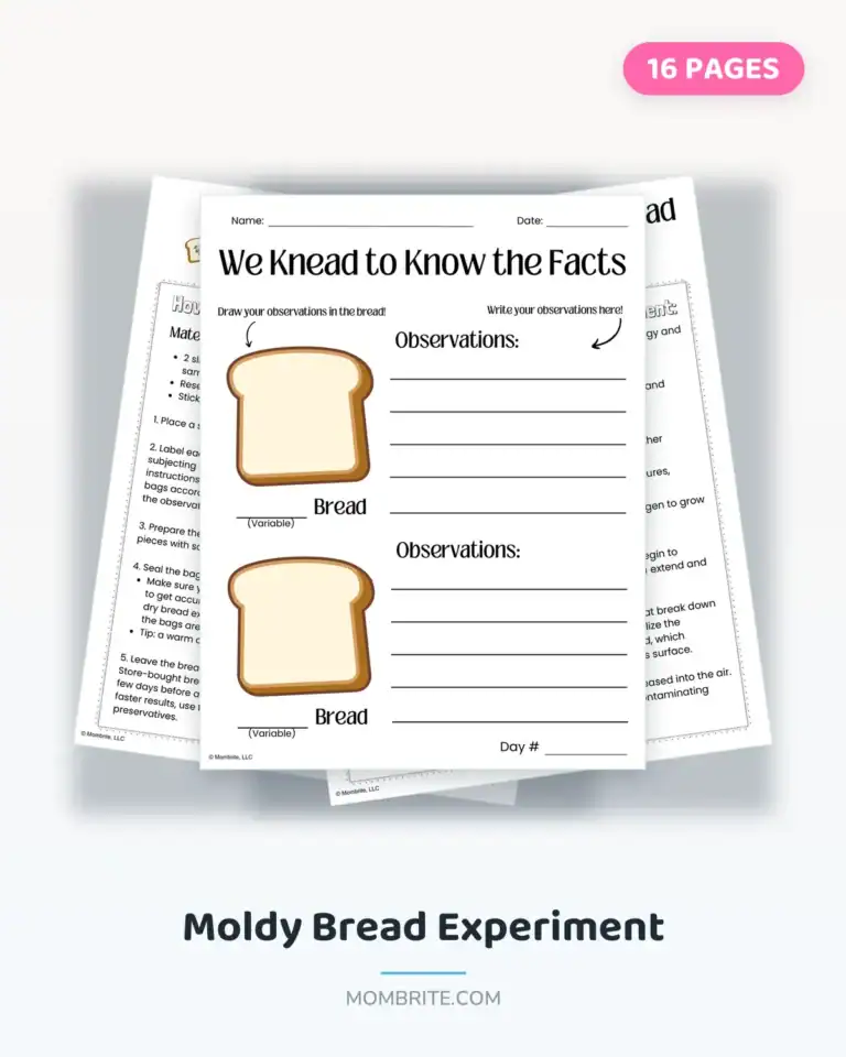 moldy bread experiment cover