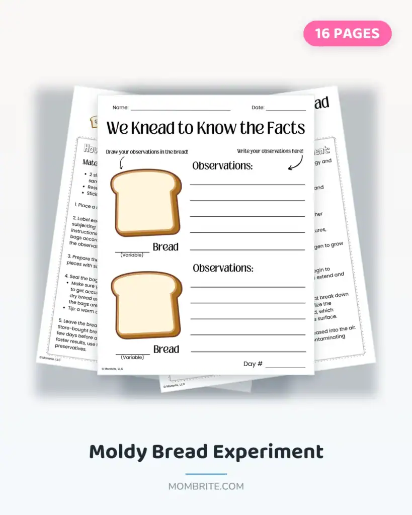 Moldy Bread Experiment Cover