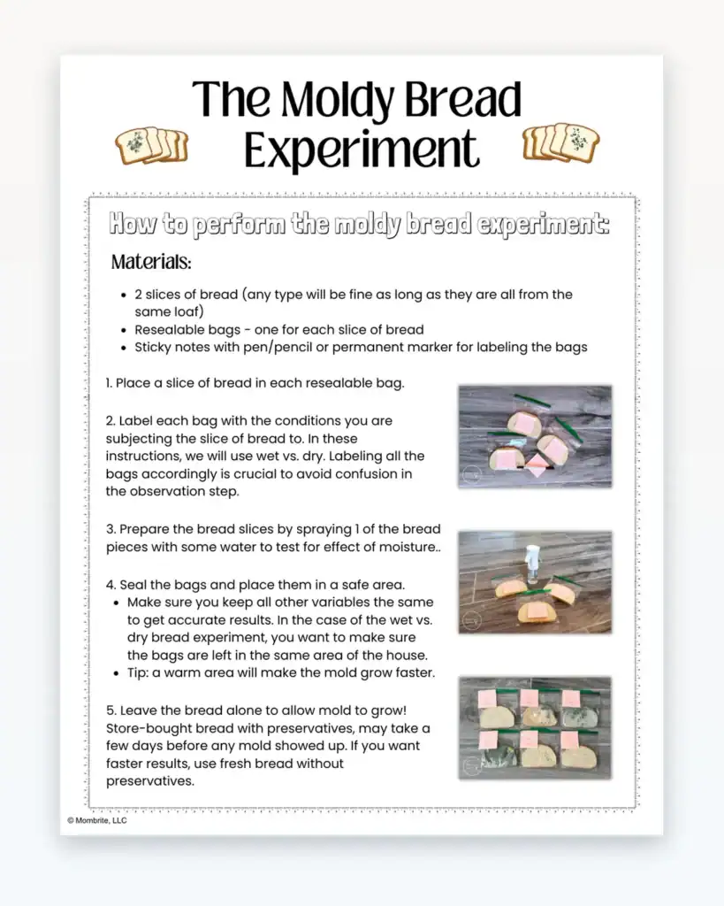 Moldy Bread Experiment Instructions Preview