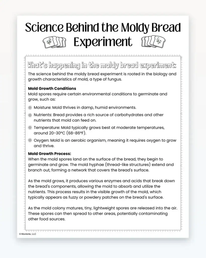 Moldy Bread Experiment Worksheet Preview