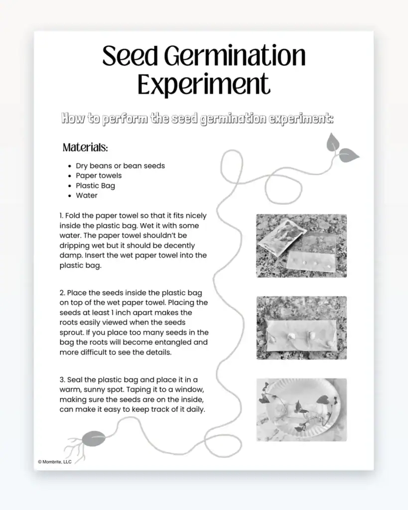 seed germination experiment preview 2
